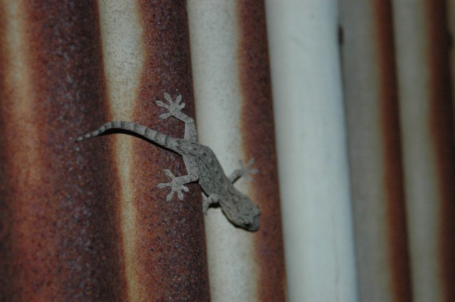 dsc_0029.jpg