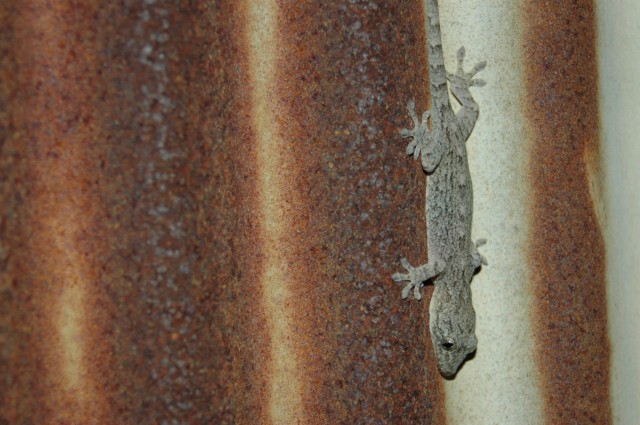 dsc_0032.jpg